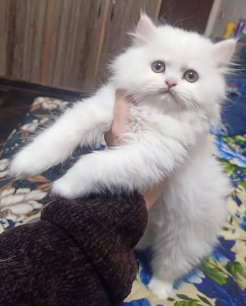 Persian tripple coated kitten 0