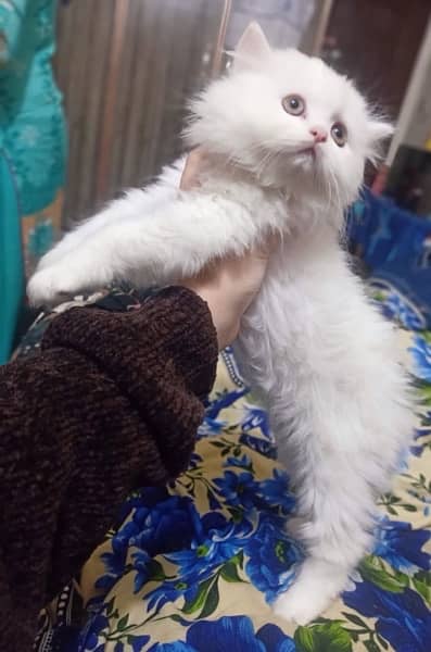 Persian tripple coated kitten 1