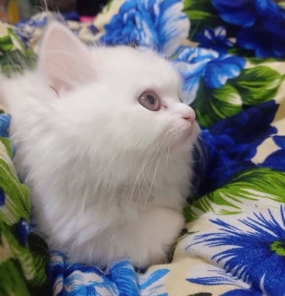 Persian tripple coated kitten 2