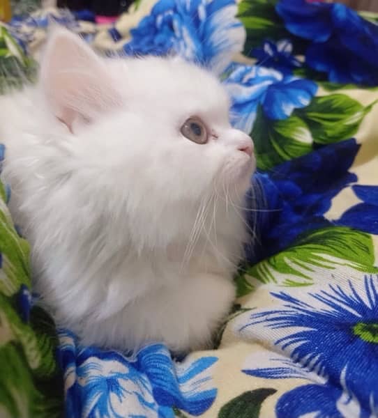 Persian tripple coated kitten 3