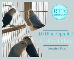 Dilute Opaline Working breeder Pair / Lovebird / Dilute / Opaline