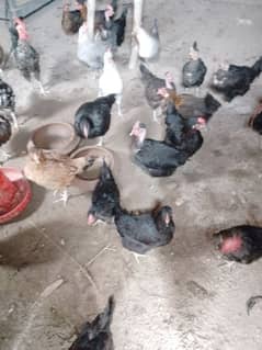 Desi murghi/hens Eggs lying