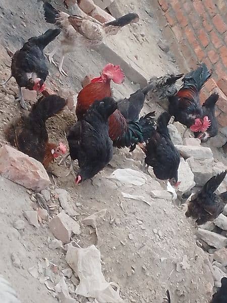 Desi murghi/hens Eggs lying 1