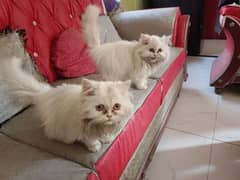 triple coated kittens