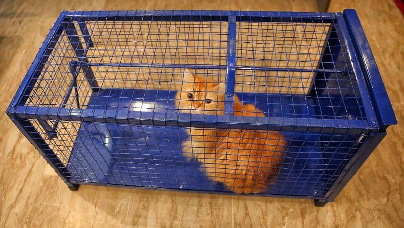 Cat best sale cage olx