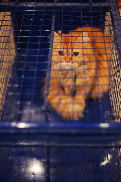 cat catcher, cat cage 8