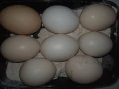 Australorp fertile eggs for sale