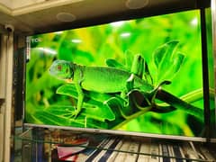 75 INCH ANDROID LED 4K UHD IPS DISPLAY   03444819992