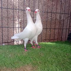 i 2 breeder pair white Danish available 03338350356