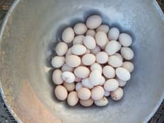 dasi murgi with eggs available 0