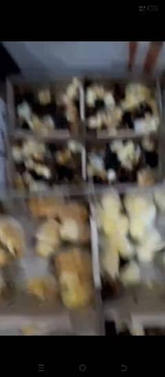 Austrolorp  chicks
