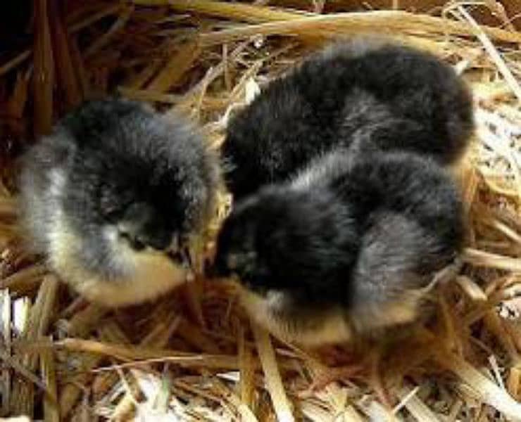Austrolorp  chicks 1