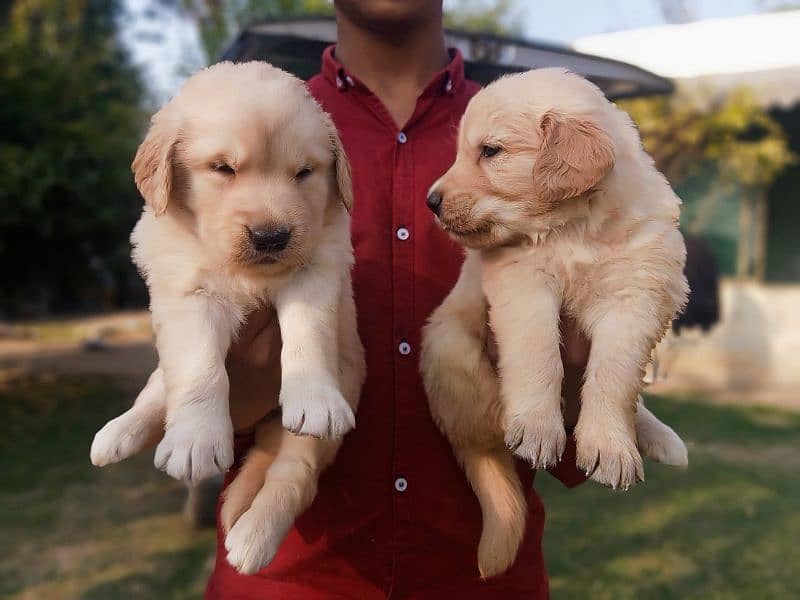 Golden Retriever Puppies 3