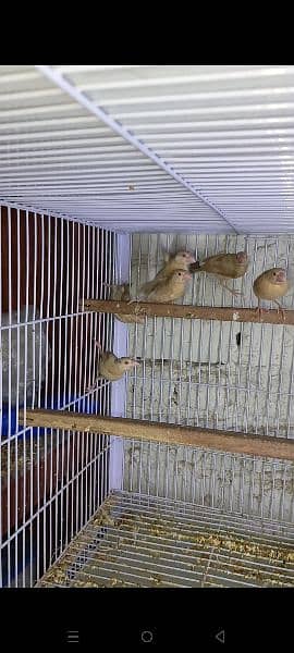 Fawn java|lovebird albino red eyes and split |Finches Birds 3