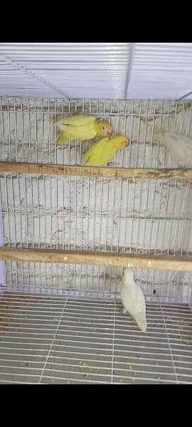 Fawn java|lovebird albino red eyes and split |Finches Birds 4