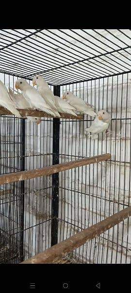 Fawn java|lovebird albino red eyes and split |Finches Birds 7