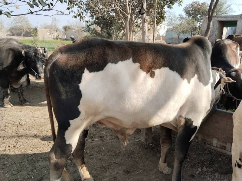 بیل برائے فروخت - وزن 200 کلوگرام، 2 دانتوں کے ساتھ Bull for sale 0