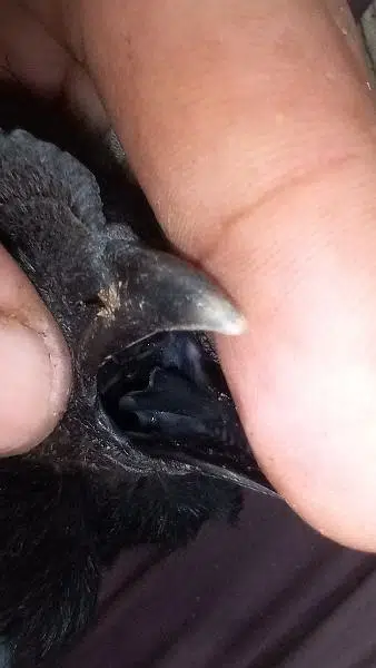 ayam cemani black toung