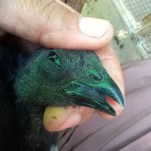 ayam cemani black toung — photo 2