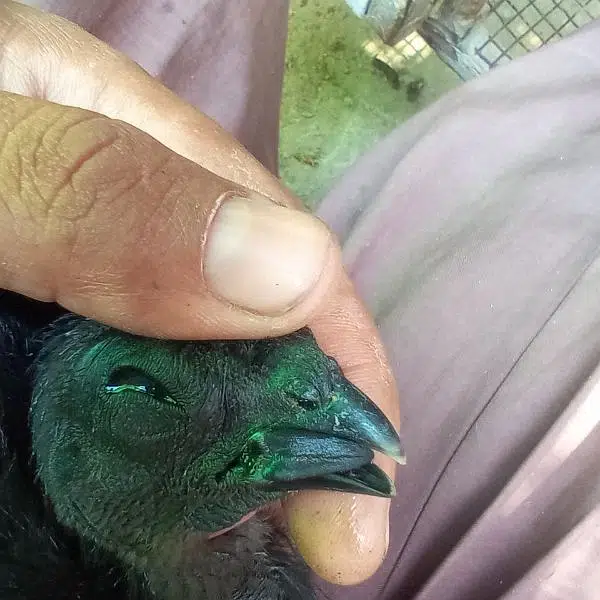 ayam cemani black toung — photo 3