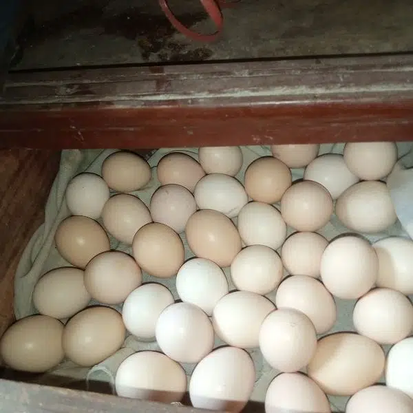 ayam cemani black toung — photo 4