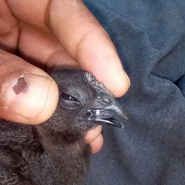 ayam cemani black toung — photo 6