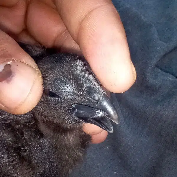 ayam cemani black toung — photo 7