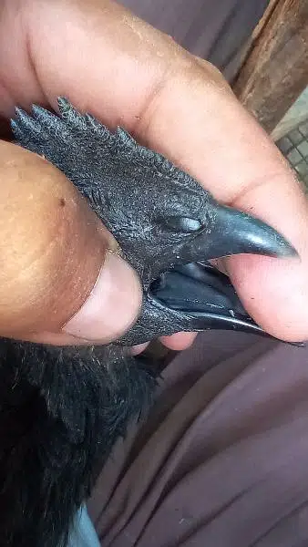 ayam cemani black toung — photo 8