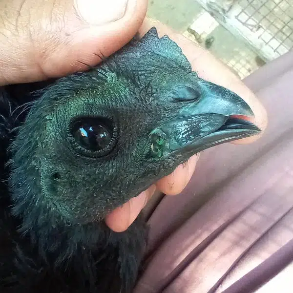 ayam cemani black toung — photo 10