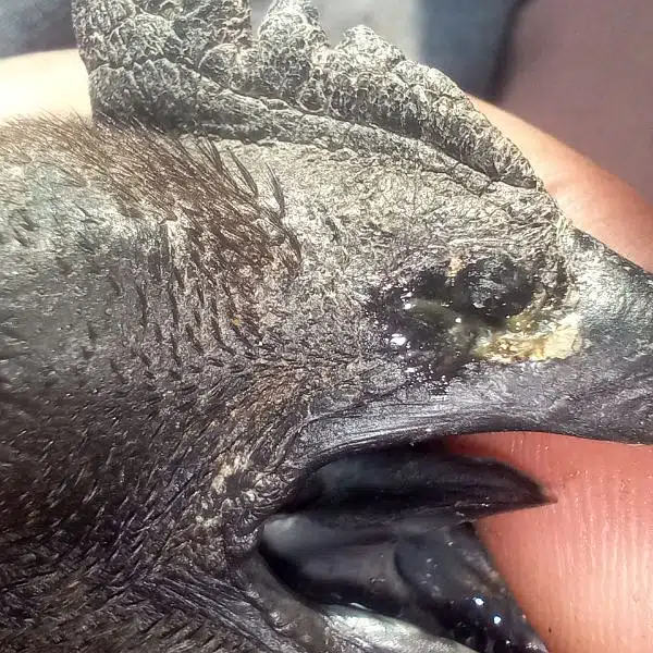 ayam cemani black toung — photo 11