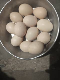 Aseel muska pure eggs
