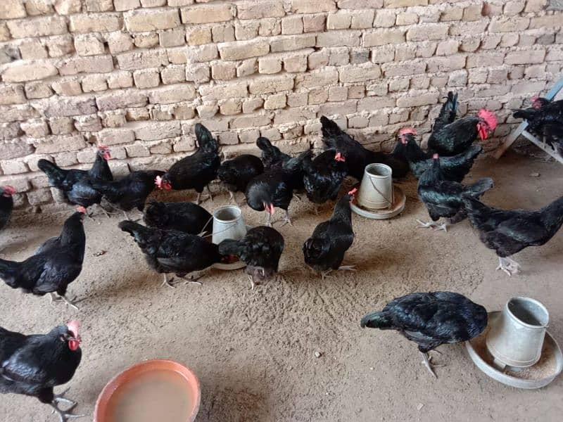 Black Australorp Chicks Available 1
