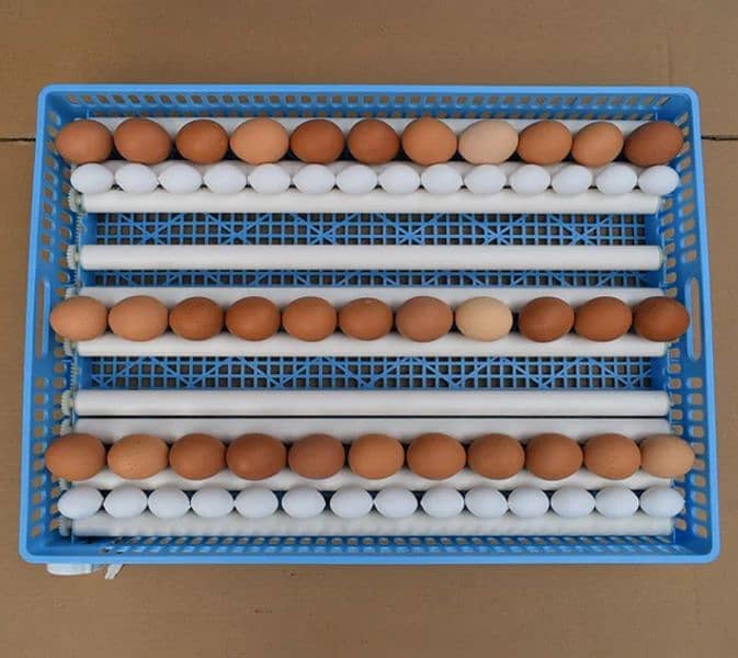 Imported 352 eggs to 2112 eggs Incubators 6