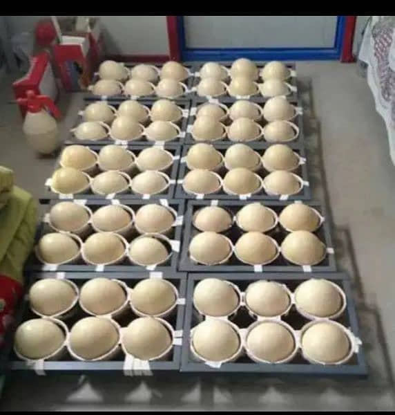 Imported 352 eggs to 2112 eggs Incubators 7