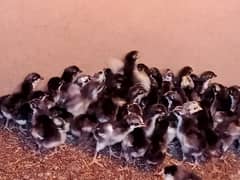 Australorp Chicks and PlyMouth Chicks Available in Karachi