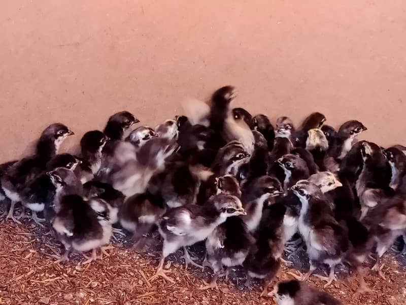 Australorp Chicks and PlyMouth Chicks Available in Karachi 0