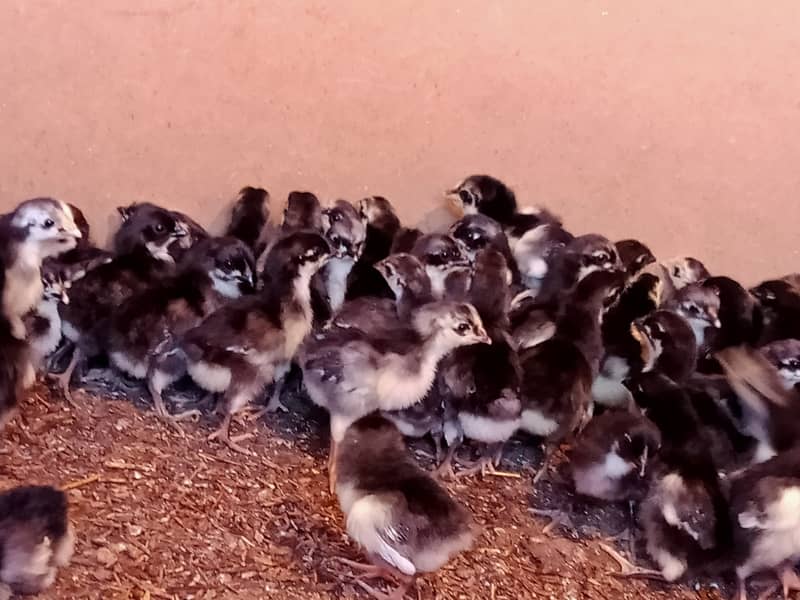 Australorp Chicks and PlyMouth Chicks Available in Karachi 1