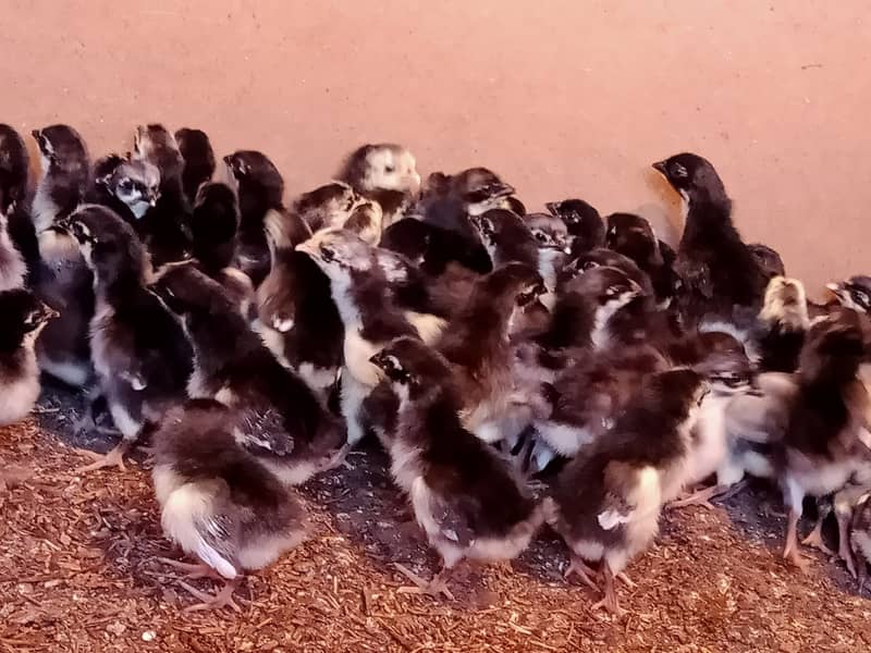 Australorp Chicks and PlyMouth Chicks Available in Karachi 2