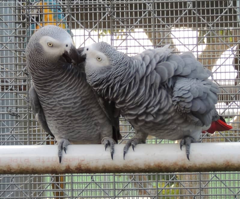grey parrot pair breeder pair african grey 8