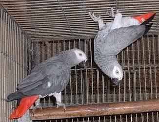 grey parrot pair breeder pair african grey 2