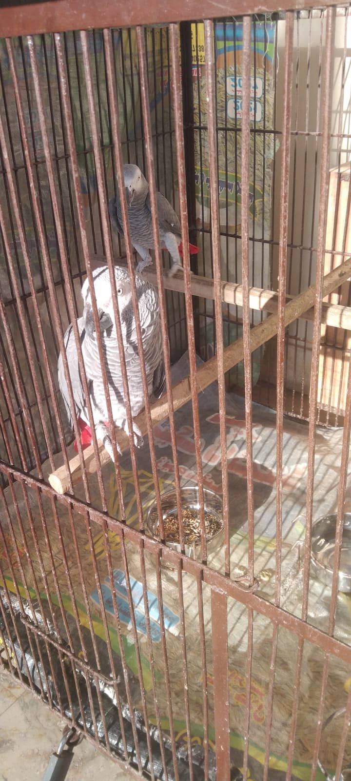 grey parrot pair breeder pair african grey 3