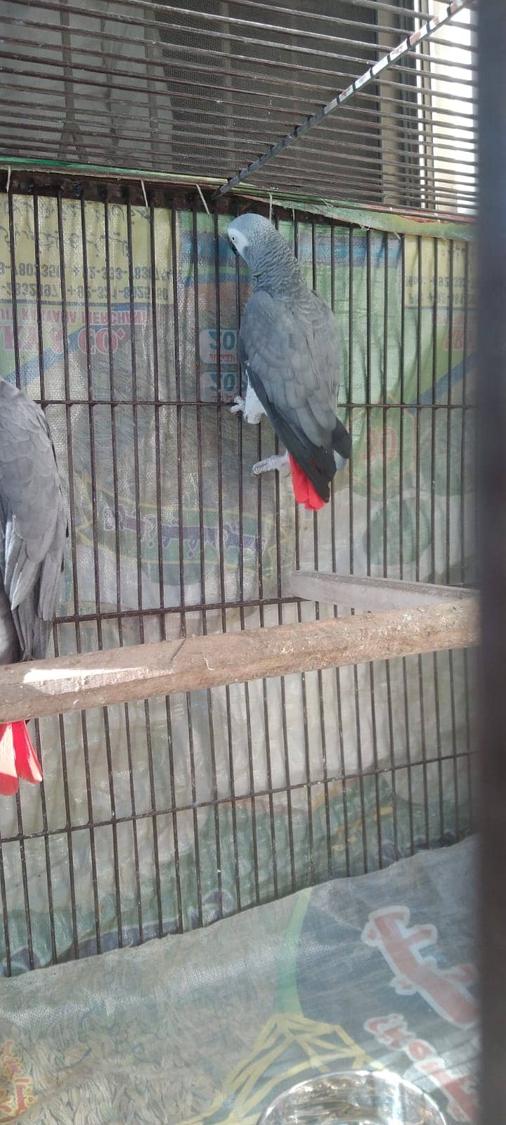 grey parrot pair breeder pair african grey 1