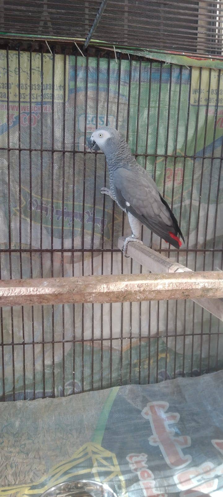 grey parrot pair breeder pair african grey 7