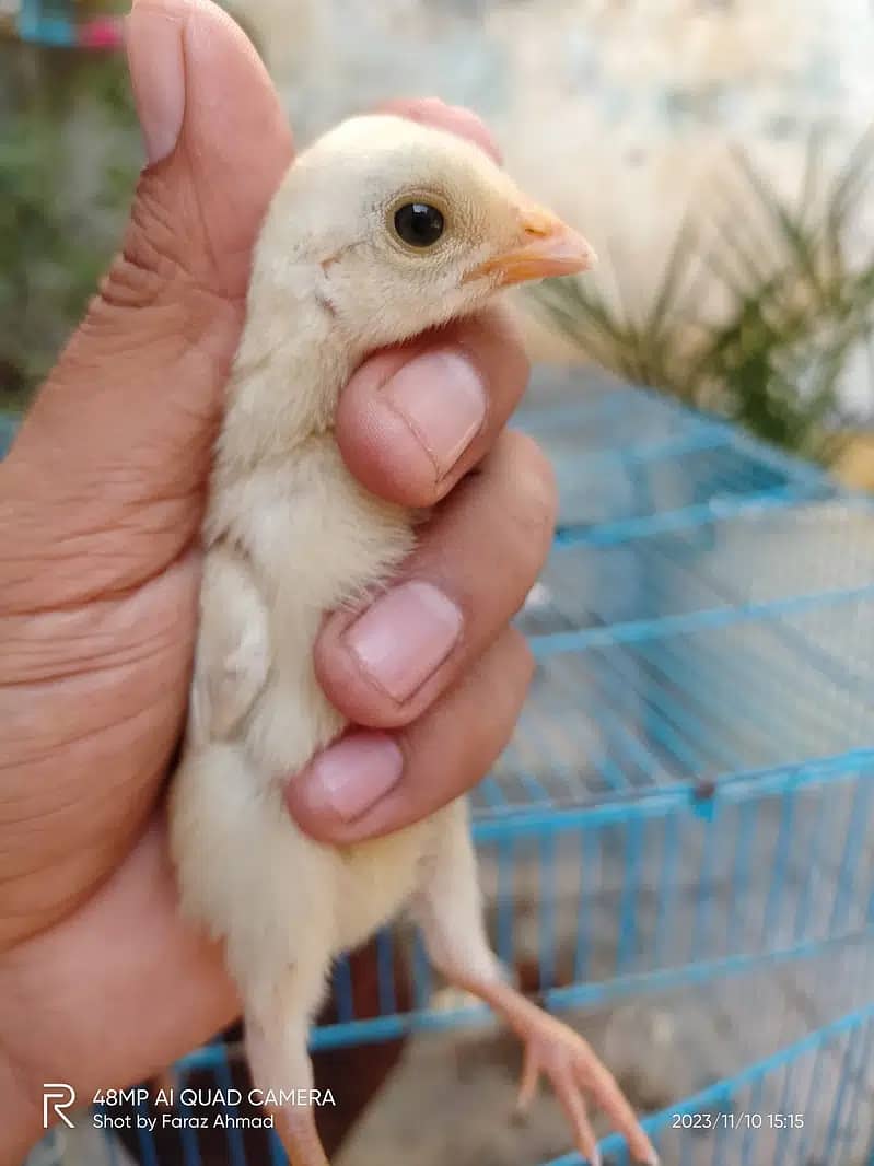 HEERA CHICKS 0