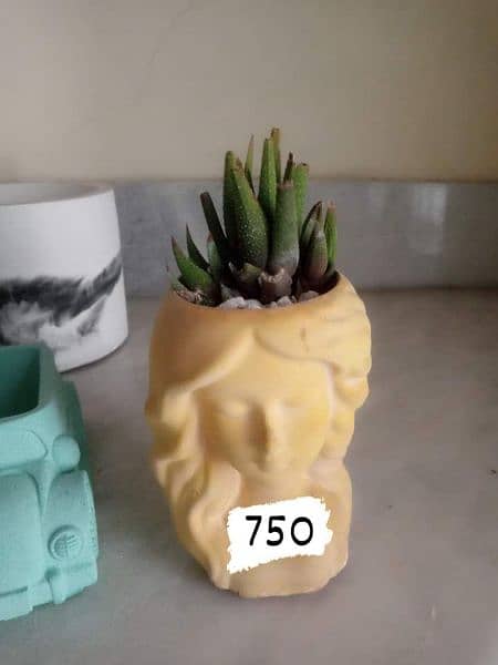 concrete pots with plants 6