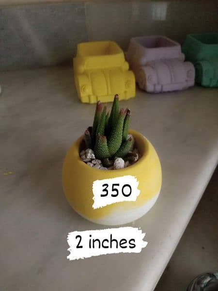 concrete pots with plants 8