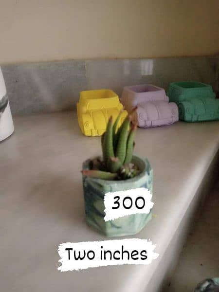 concrete pots with plants 9