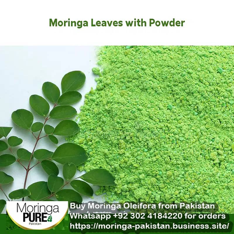 Moringa Powder Pakistan (Best Sale 2024): Fresh Moringa Oleifera 1