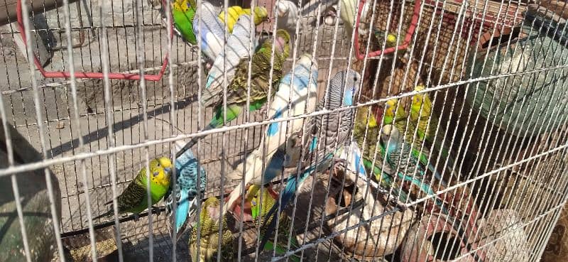 parrots for sale  home breed 0