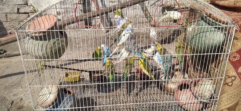 parrots for sale  home breed 1